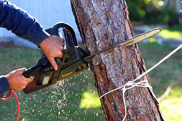 Reliable Lockport, IL Tree Services Solutions